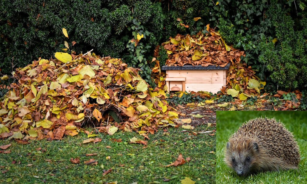 Das Foto zeigt einen Laubhaufen, der als Winterquartier für Tiere dient
