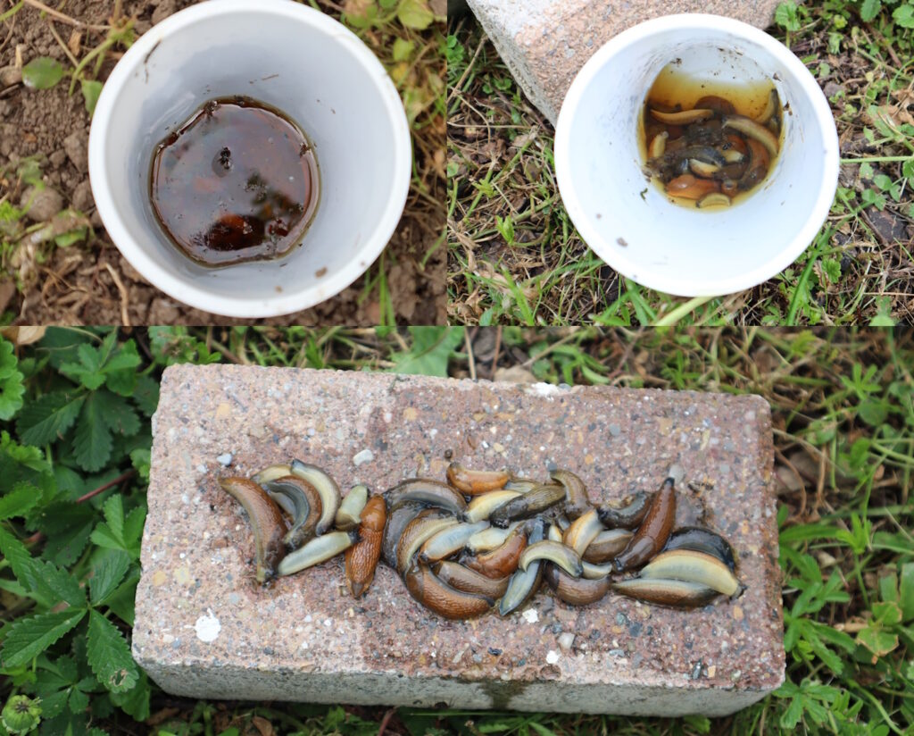 Das Foto zeigt das Ergebnis der Bierfalle: Einige Schnecken sind in den Becher gefallen