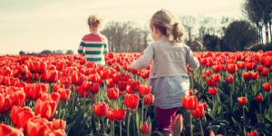 Das Foto zeigt zwei Kinder die durch ein Tulpenfeld gehen