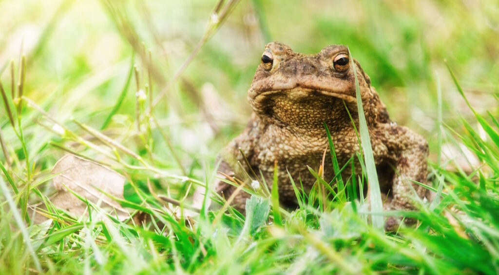 Das Foto zeigt eine Kröte im Gras