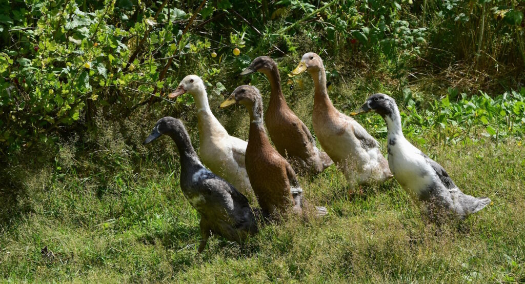 Das Foto zeigt eine Gruppe von Laufenten