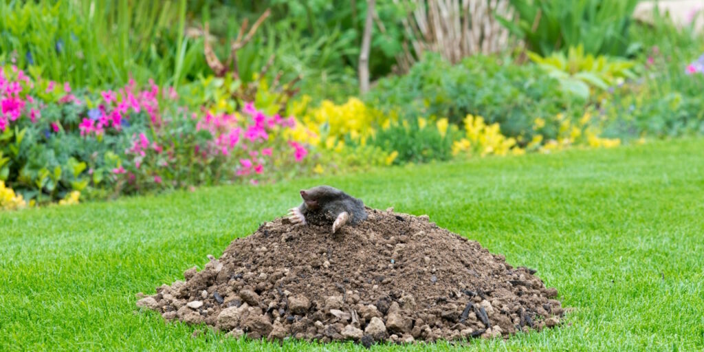 Das Foto zeigt einen Maulwurf im Garten der aus seinem Hügel herausschaut