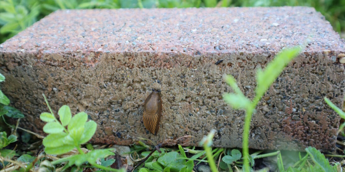 Das Foto zeigt eine Nacktschnecke auf einem Pflasterstein