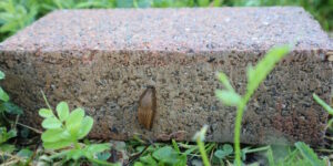 Das Foto zeigt eine Nacktschnecke auf einem Pflasterstein