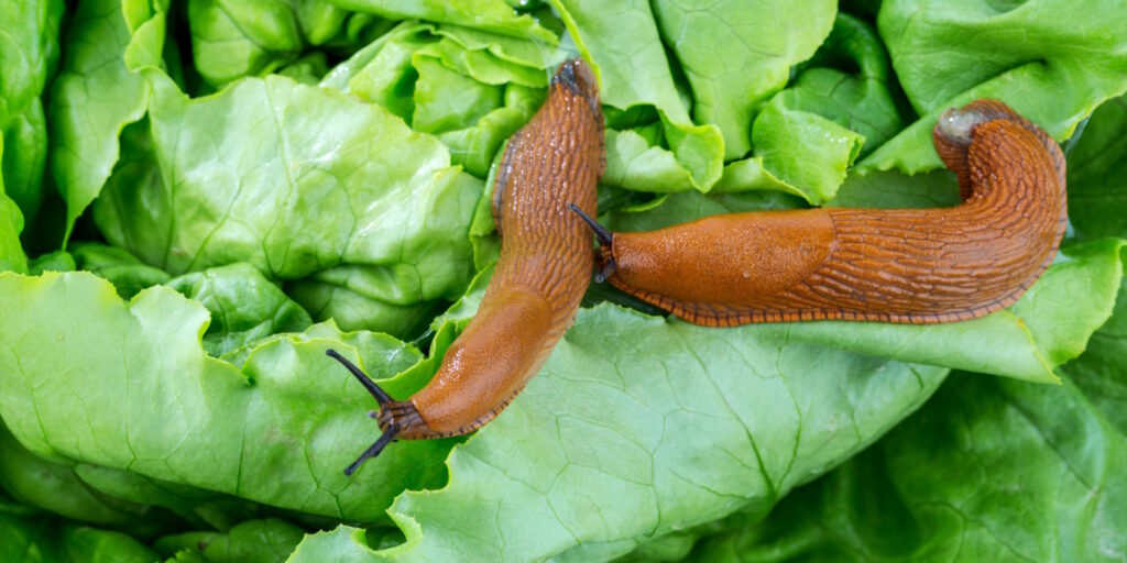 Das Foto zeigt zwei Nacktschnecken auf Salat