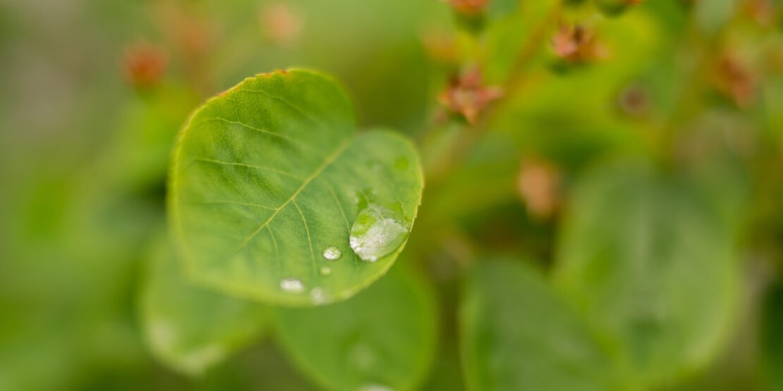 Das Foo zeigt ein Blatt mit einem Wassertropfen