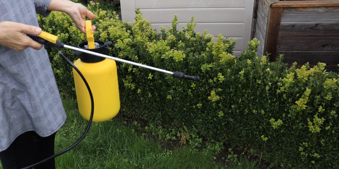 Das Foto zeigt, wie eine Buchsbaumhecke gespritzt wird