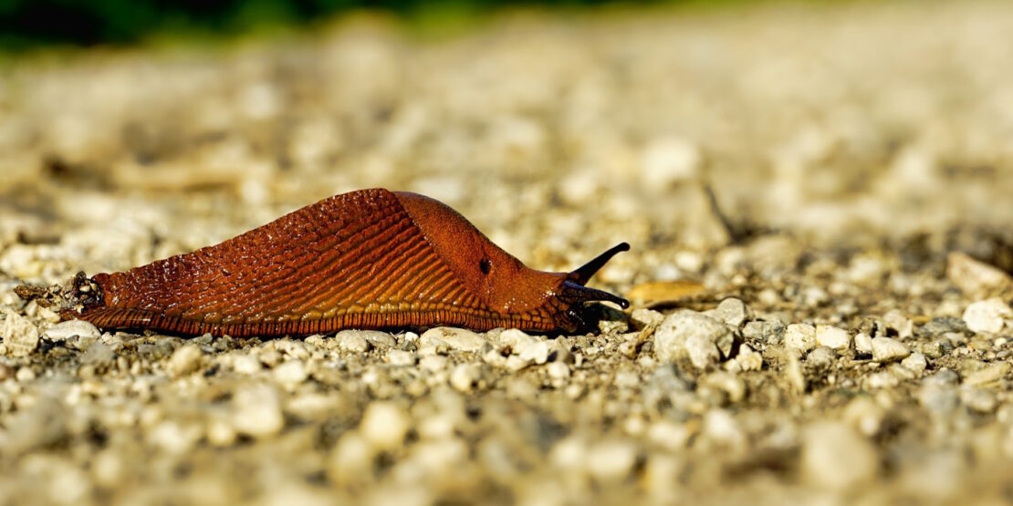 Das Foto zeigt eine Nacktschnecke