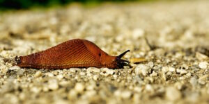 Das Foto zeigt eine Nacktschnecke