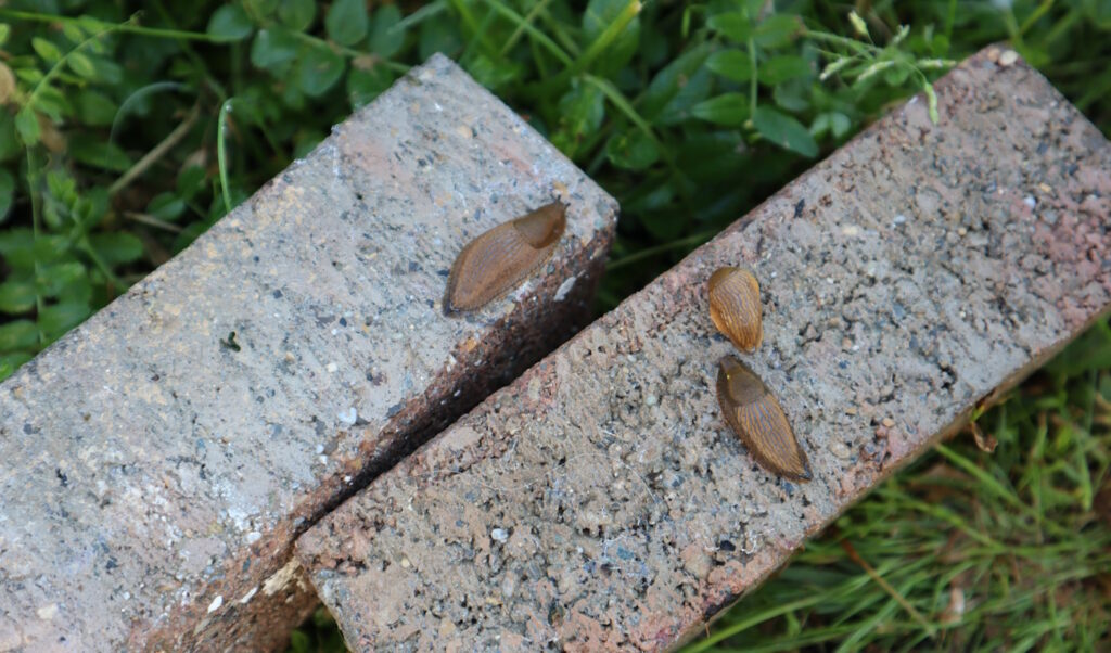 Das Foto zeigt drei Nacktschnecken auf Pflastersteinen