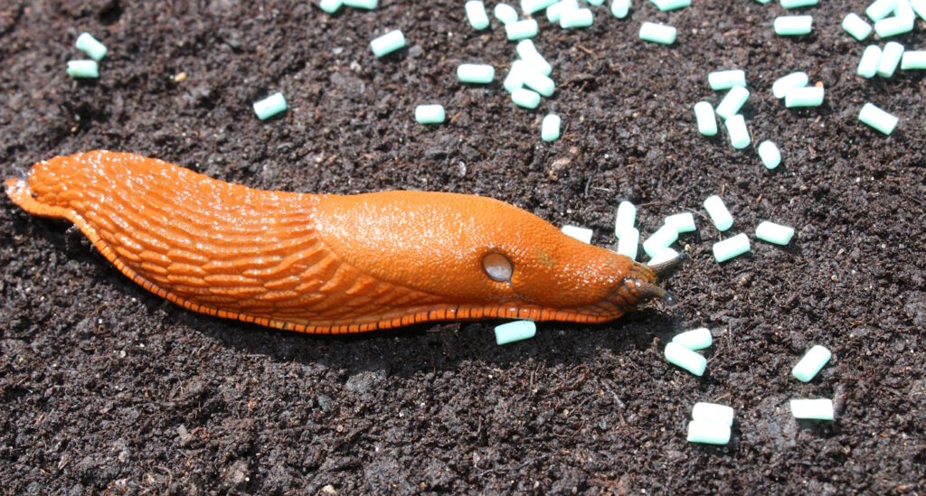 Das Foto zeigt eine Nacktschnecke, die Schneckenkorn frisst
