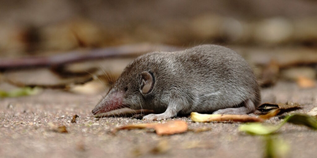 Das Foto zeigt eine Spitzmaus