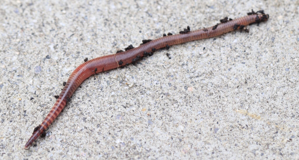 Das Foto zeigt einen Kompostwurm "Eisenia Fetida"
