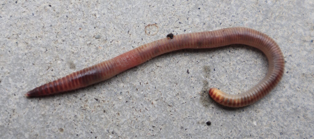 Das Foto zeigt einen Kompostwurm "Eisenia hortensis"