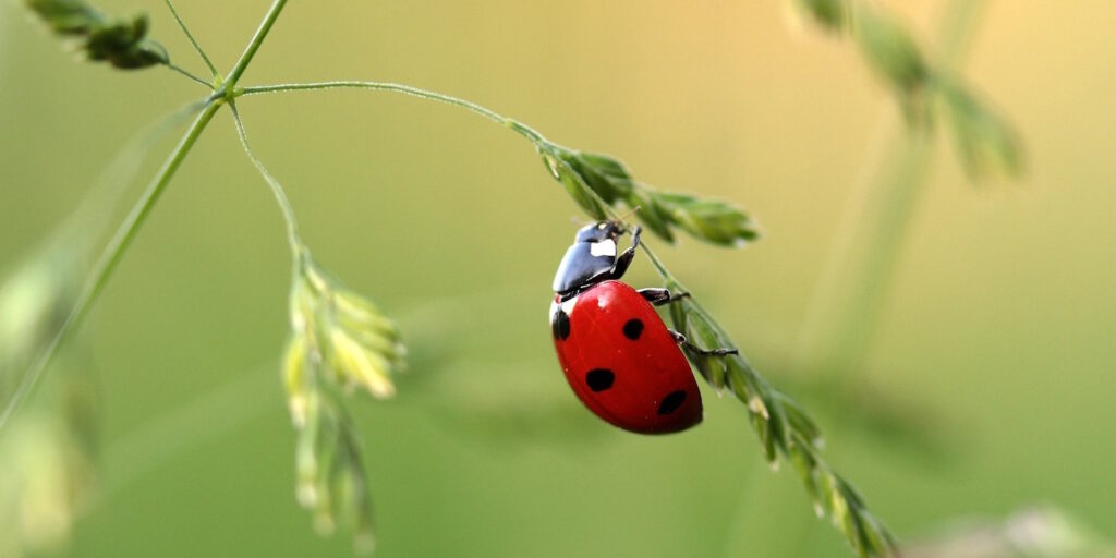 Das Foto zeigt einen Siebenpunktmarienkäfer auf einem Gras