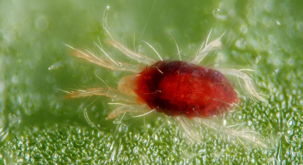 Das Foto zeigt eine Gemeine Spinnmilbe