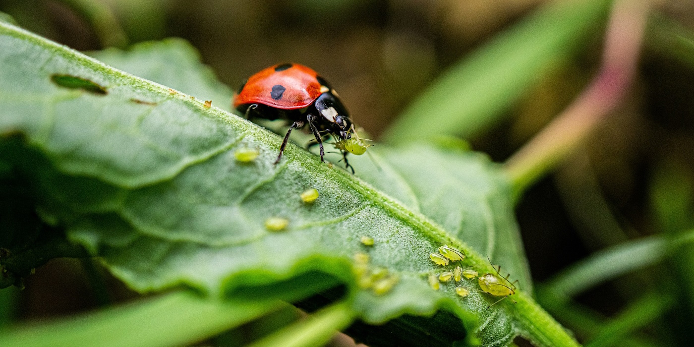 Marienkäferarten - unsere einheimischen Arten im Überblick