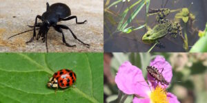 Das Foto zeigt einen Frosch, einen Laufkäfer, einen Harlekin Marienkäfer und eine Raubwanze