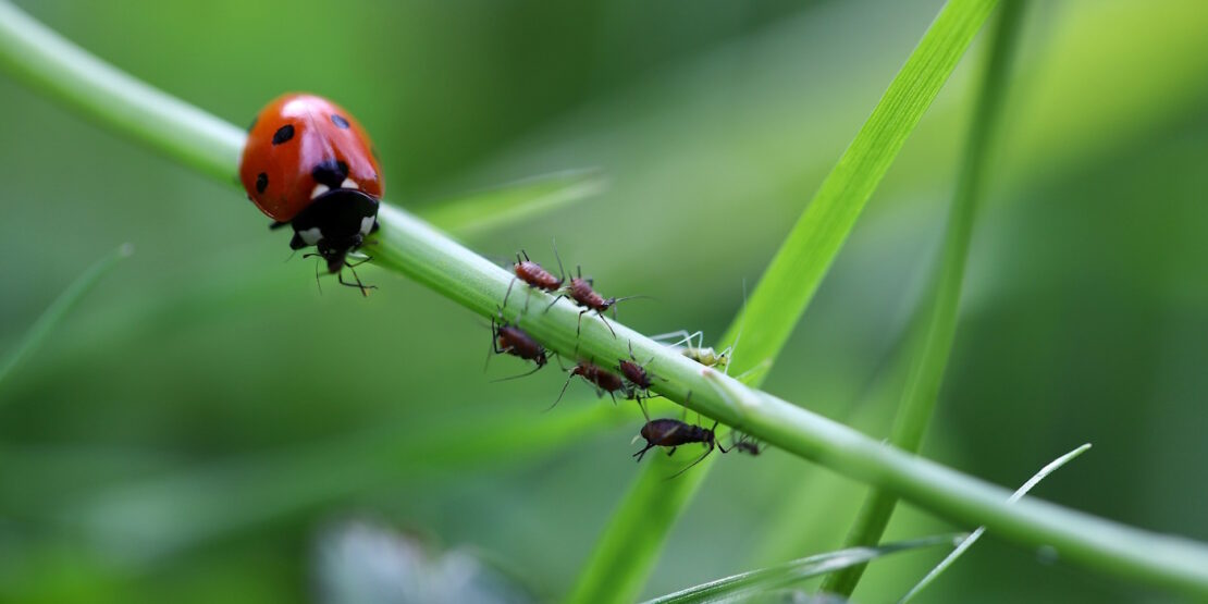 Das Foto zeigt einen Marienkäfer neben Blattläusen