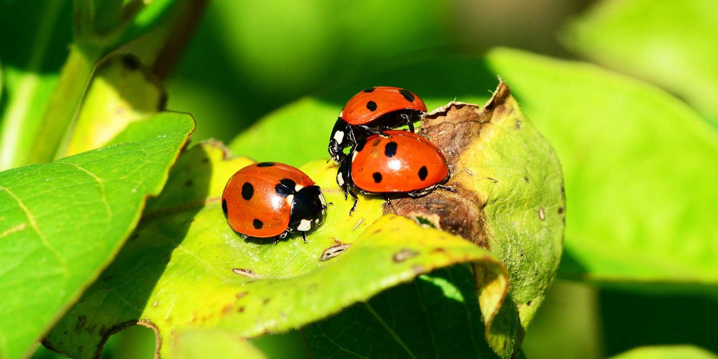 Entwicklungsstufen des Siebenpunkt-Marienkäfers - Ein Überblick