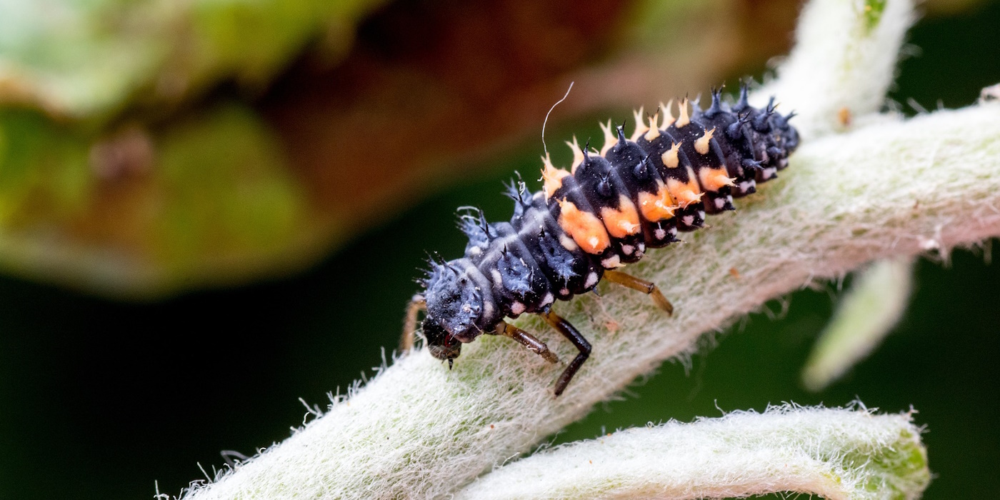 Marienkäfer - Stadien, Aussehen, Verbreitung, Gefährdung & mehr
