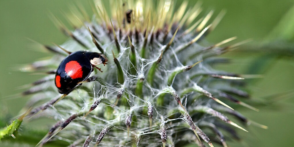 Das Foto zeigt einen Nierenfleckigen Kugelmarienkäfer