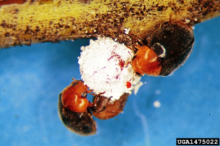 Das Foto zeigt zwei Marienkäfer die eine Schmierlaus fressen