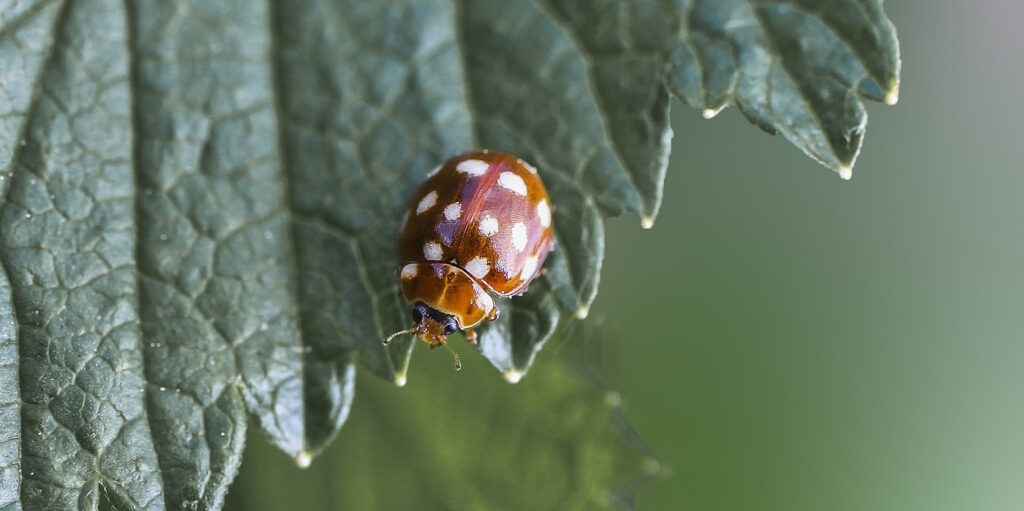 Das Foto zeigt einen Zehnpunkt Marienkäfer