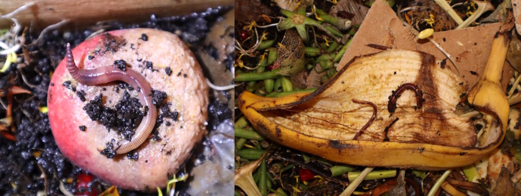 Das Foto zeigt Würmer auf einer Bananenschale und einen Wurm auf einem Pfirsich