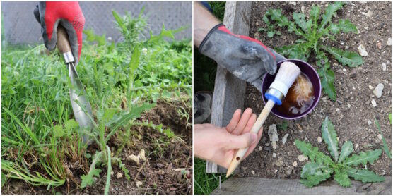 Disteln im Garten entfernen Distel ausstechen, Wuchs vorbeugen