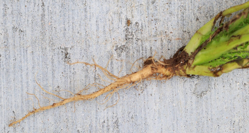 Das Foto zeigt eine Distel, die mit dem Distelstecher ausgestochen wurde