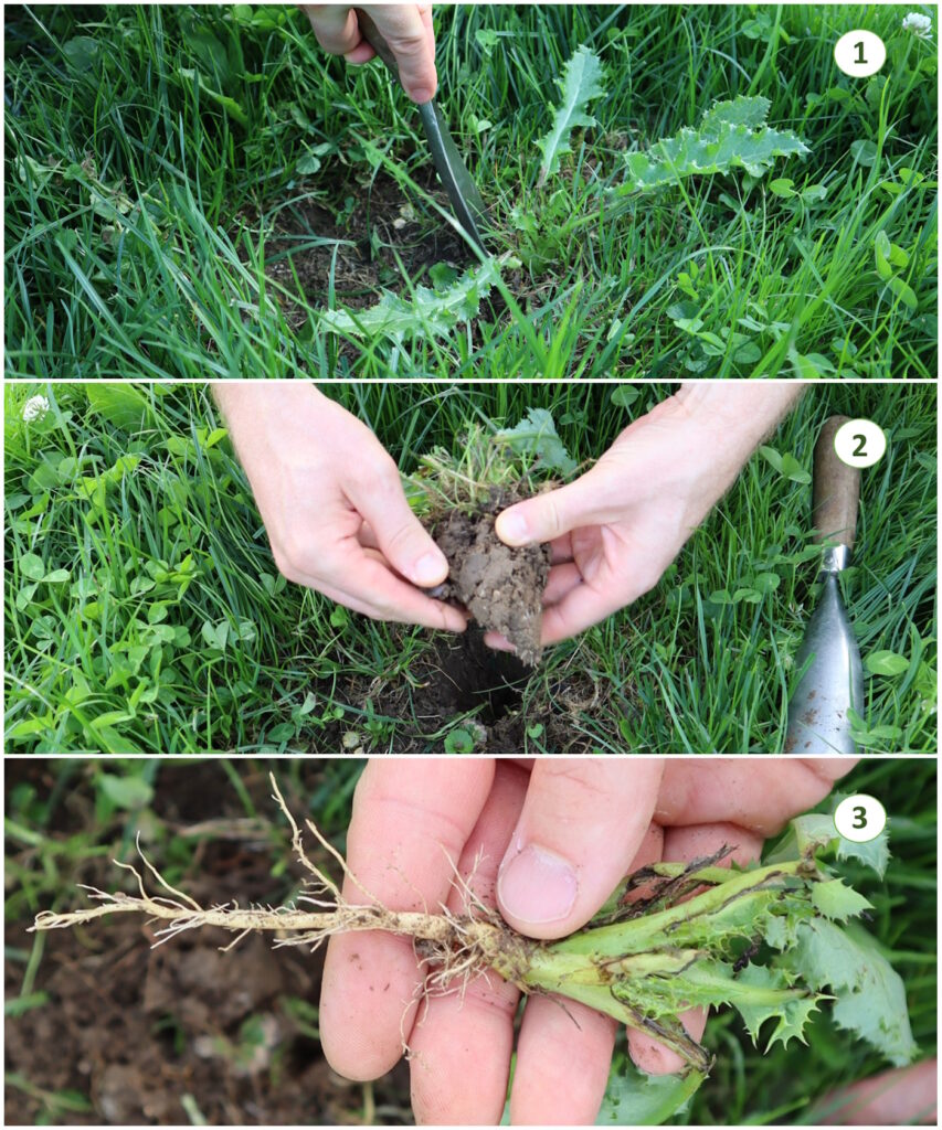 Das Foto zeigt, wie eine Distel mit dem Distelstecher ausgestochen wird