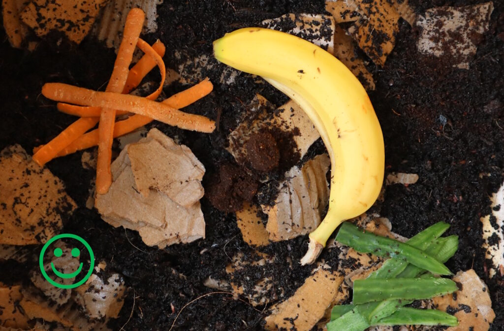 Das Foto zeigt eine Bananenschale, Karotten, Gurken und Karton in einer Wurmkiste