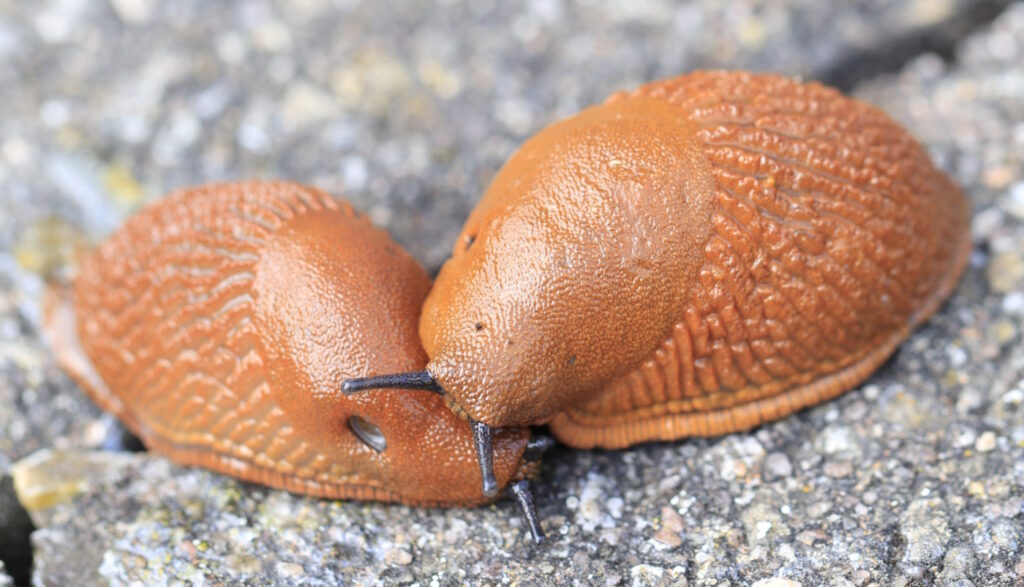 Das Foto zeigt zwei Nacktschnecken, die nebeneinander kriechen. Man erkennt die Geschlechtsöffnung.