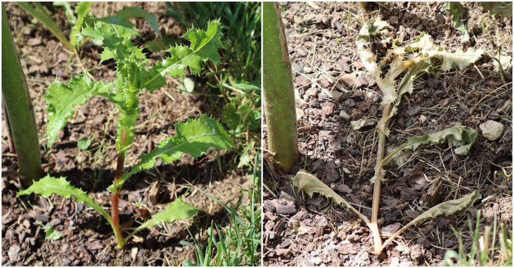 Das Foto zeigt wie eine große Distel mit einer Salz-Essig Lösung behandelt wurde und umgefallen ist