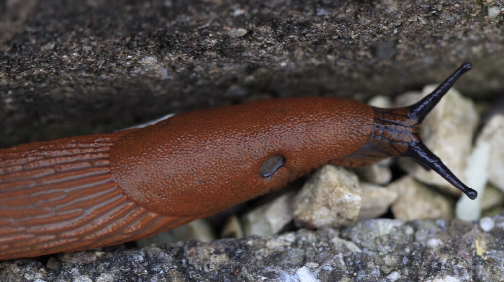 Das Foto zeigt eine Nacktschnecke in Nahaufnahme