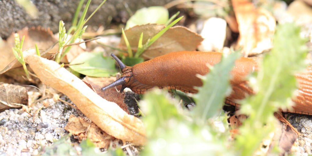 Das Foto zeigt eine Nacktschnecke im Garten