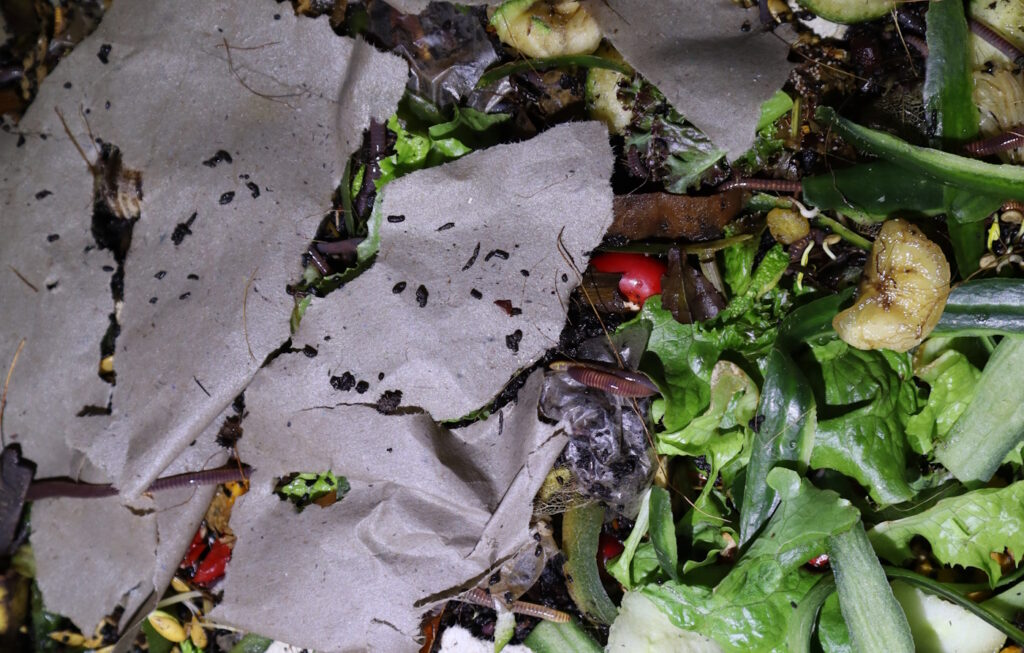 Das Foto zeigt Papier in der Wurmkiste