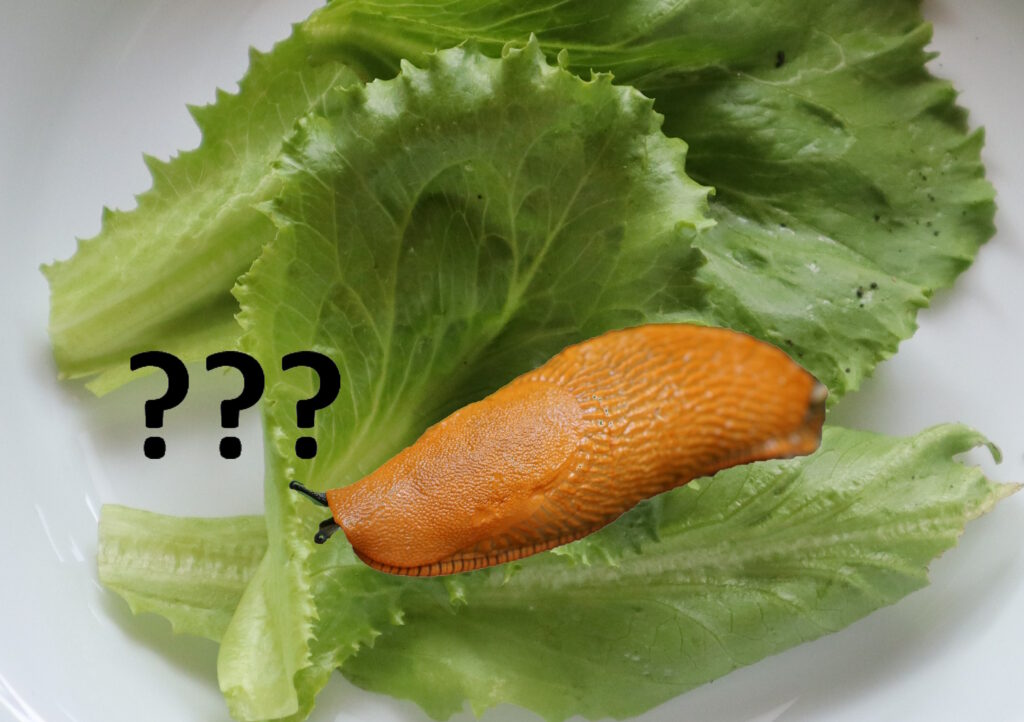 Das Foto zeigt eine Rote Wegschnecke auf einem Salatblatt