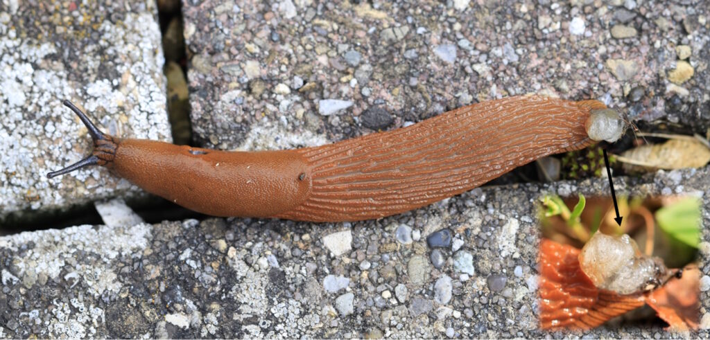Das Foto zeigt eine Nacktschnecke mit einem Schleimpfropfen