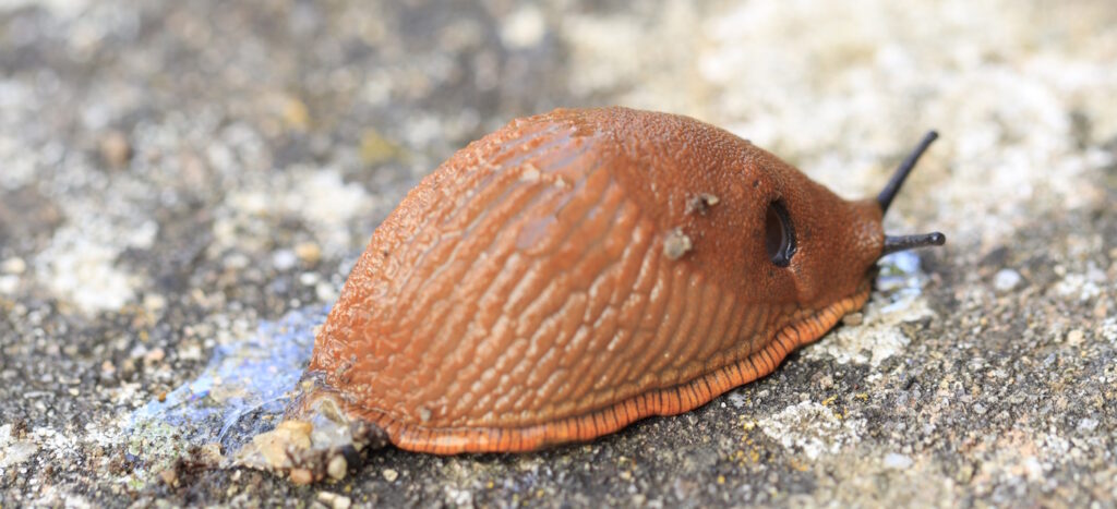 Das Foto zeigt eine Nacktschnecke, die eine Schleimspur hinter sich her zieht
