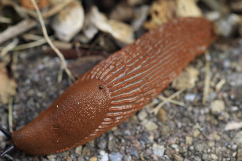 Das Foto zeigt gut die Struktur der Nacktschnecke