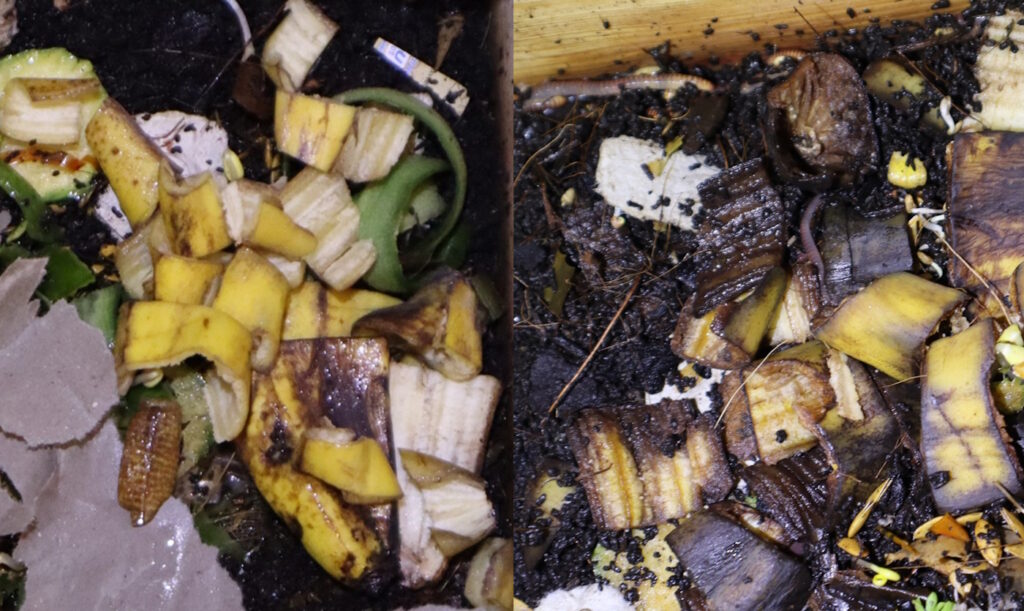 Das Foto zeigt eine Banane in der Wurmkiste: Links ist die Banane noch "frisch", rechts fängt sie schon an sich zu zersetzen