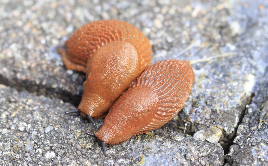 Das Foto zeigt zwei Nacktschnecken nebeneinander