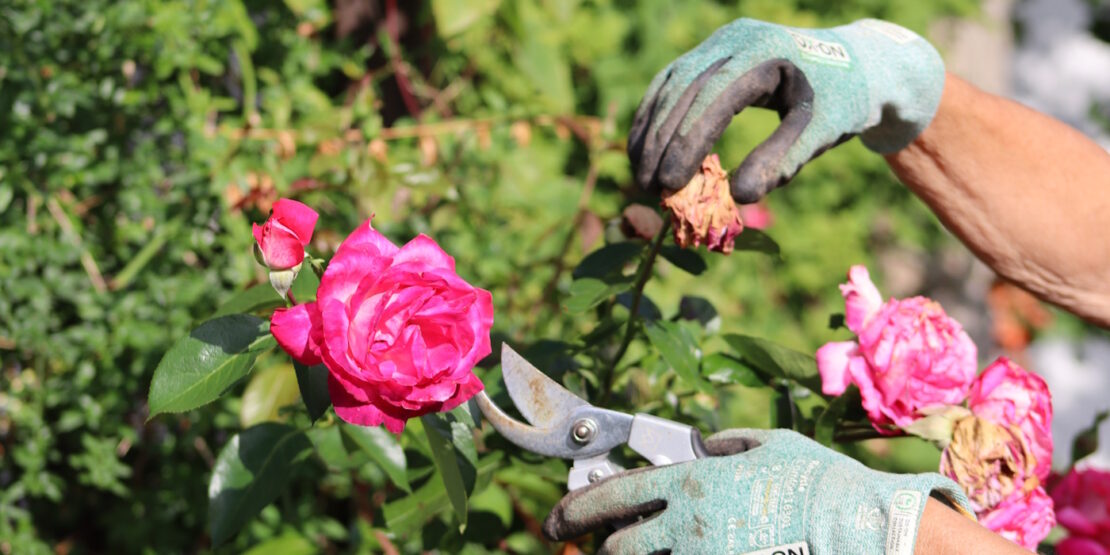 Das Foto zeigt, wie eine verblühte Rose abgeschnitten wird