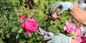 Das Foto zeigt, wie eine verblühte Rose abgeschnitten wird