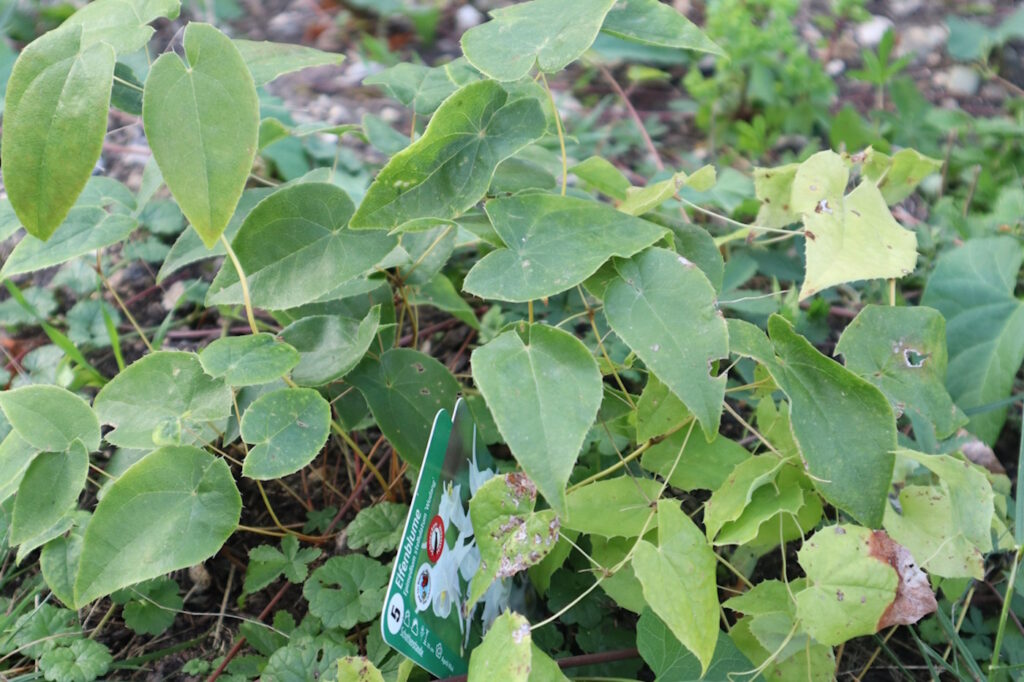 Das Foto zeigt eine Elfenblume