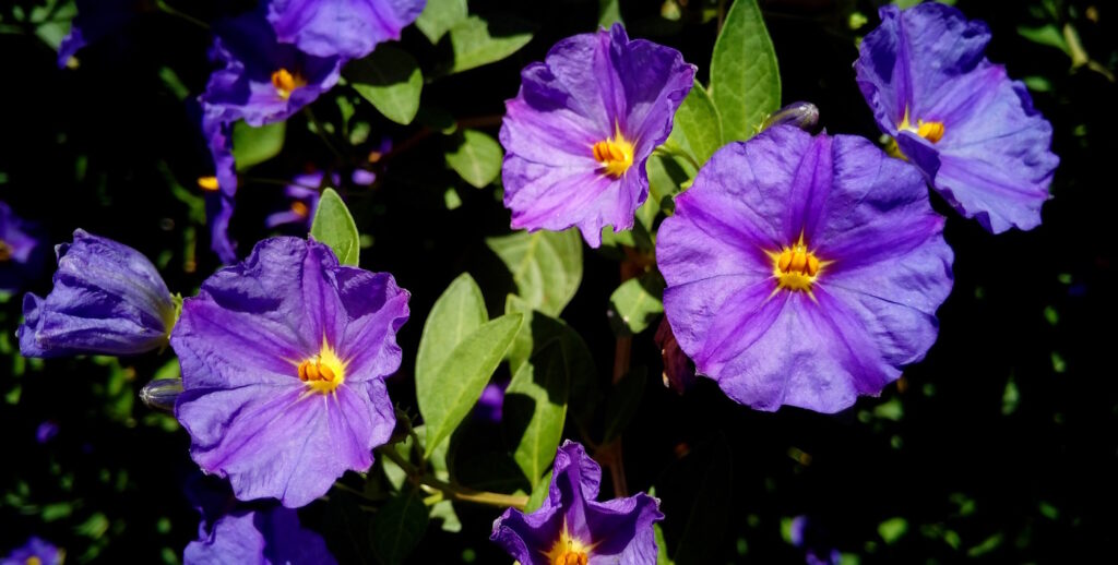 Das Foto zeigt die Blüten vom Enzianstrauch