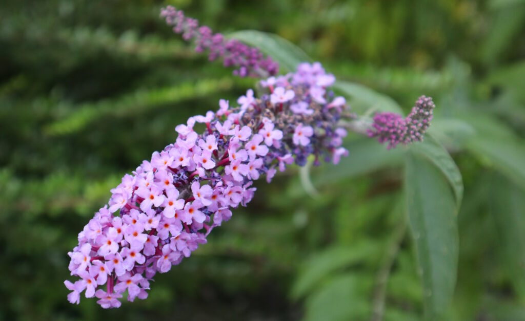 Das Foto zeigt einen Sommerflieder