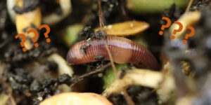 Das Foto zeigt einen Wurm in Bioabfall